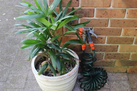 3 MELALEUCA - Tourism Brisbane 2