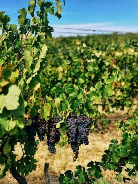 Downing Estate Homestead - Tourism Brisbane 3