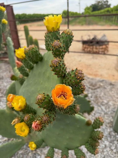 Dreamy Staiz - Riverland Abode - Tourism Brisbane 4