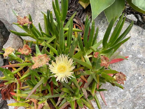 Dune Escape - Beach Tranquility - Tourism Brisbane 4