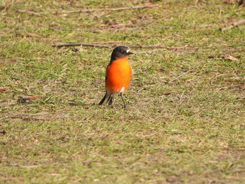 Gulkula2 Wildlife Retreat - Brisbane Tourism 1