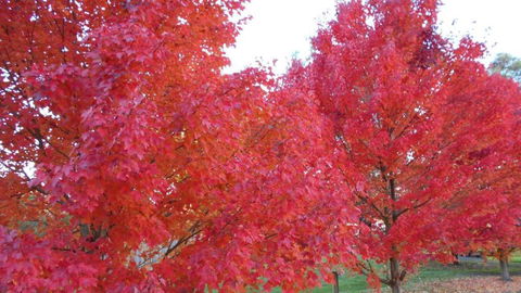 HEALESVILLE GETAWAY - Tourism Brisbane 0