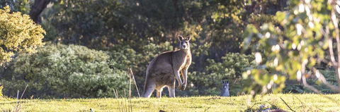 Alkina Lodge - Great Ocean Road - Brisbane Tourism 3