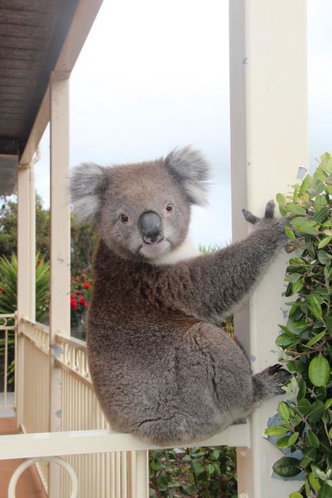 Angela's Beach Stays - Tourism Brisbane 3