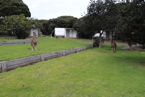 Anglesea Family Caravan Park - Brisbane Tourism 3