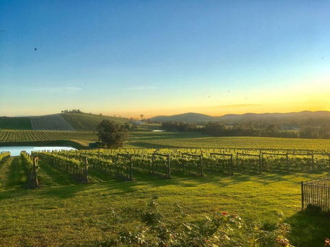 Mount Hope Estate Vineyard - Tourism Brisbane 0