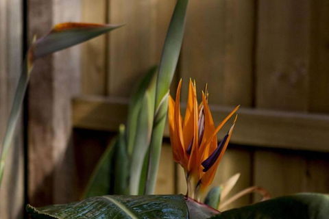 Rose Cottage - Tourism Brisbane 1