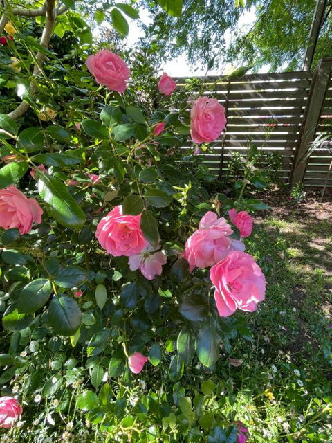 Rosehaven On Rosebud - Tourism Brisbane 1