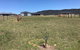 Rosehill Vines - thumb 3