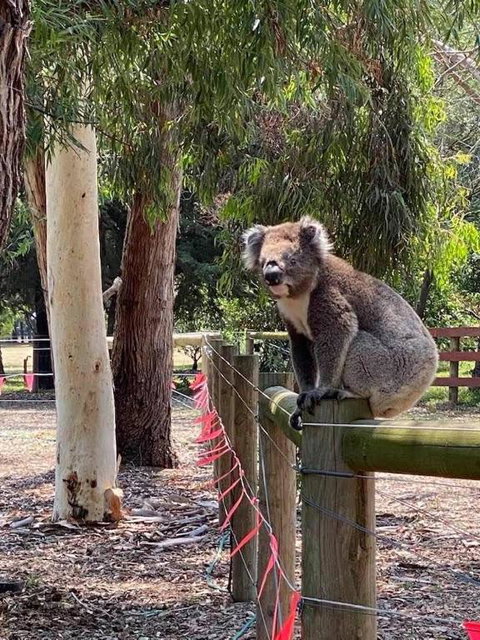 Sherwood Park Bed And Breakfast - Tourism Brisbane 1