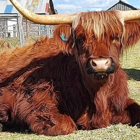 Straw House Farm - STANTHORPE - Tourism Brisbane 0