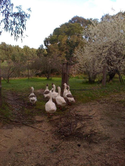 Bellbrae Harvest - Tourism Brisbane 3