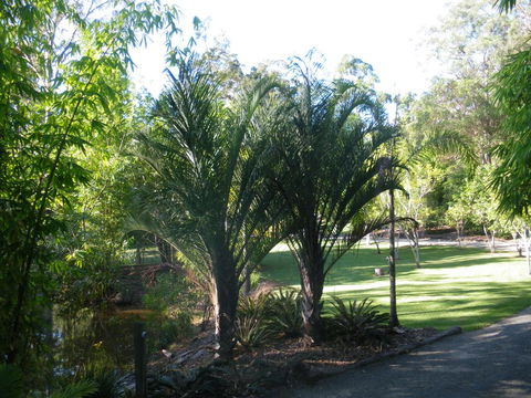 BoBRENE On Tamborine Nude Retreat - Quaint Cottage - Tourism Brisbane 2