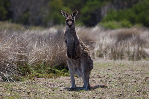 Great Ocean Road Tour With Lunch - Tourism Brisbane 1