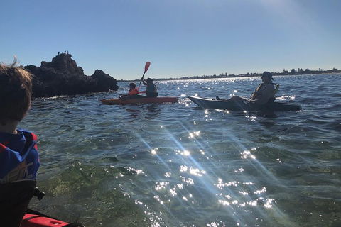 Penguin Island And Fremantle - Canoe, Chocolate & Coffee - Tourism Brisbane 1
