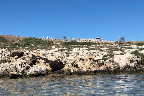 Penguin Island And Fremantle - Canoe, Chocolate & Coffee - Tourism Brisbane 5