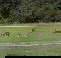 Yanchep  Lancelin - Wildlife Cave And Sands - Tourism Brisbane