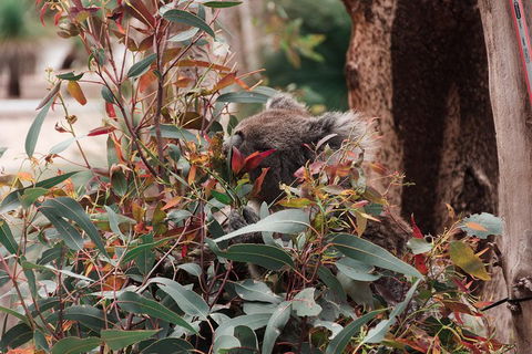 Yanchep & Lancelin - Wildlife, Cave And Sands - Tourism Brisbane 1
