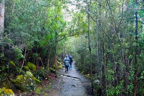 Kunanyi / Mt Wellington Explorer Bus - 2 Hour Return Tour - Tourism Brisbane 2