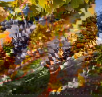 Full Day Tamar Valley Wine Tour - Brisbane Tourism