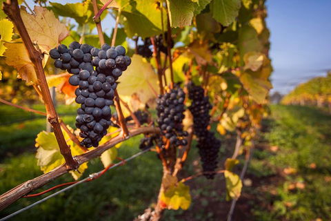 Half Day Tamar Valley Wine Tour - Tourism Brisbane 1