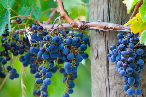 Mornington Peninsula Tour Inc Chairlift,beach Boxes,lunch,choc Tasting And More - Tourism Brisbane 4