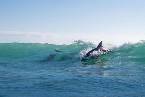 Private Tangalooma Wrecks Tour - Tourism Brisbane 2