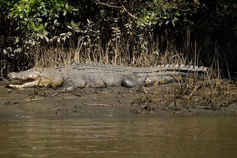 5-Day Best Of Cairns With Daintree, Kuranda, And Great Barrier Reef - Tourism Brisbane 5