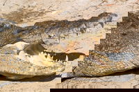 4-Day Cairns Ultimate Combo Daintree Rainforest Reef Kuranda  Paronella Park
