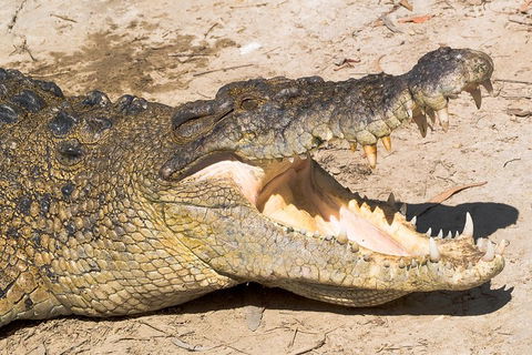 4-Day Cairns Ultimate Combo: Daintree Rainforest, Reef, Kuranda & Paronella Park - Tourism Brisbane 0