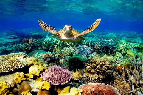 4-Day Cairns Ultimate Combo: Daintree Rainforest, Reef, Kuranda & Paronella Park - Tourism Brisbane 3