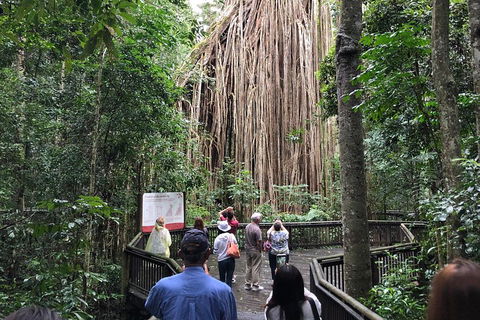 4-Day Cairns Ultimate Combo: Daintree Rainforest, Reef, Kuranda & Paronella Park - Tourism Brisbane 5