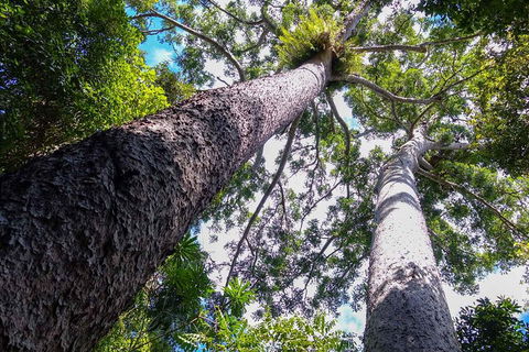 Paronella Park And Millaa Millaa Falls Full-day Tour From Cairns - Tourism Brisbane 1
