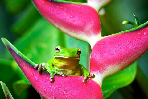 Cape Tribulation, Mossman Gorge, And Daintree Rainforest Premium Day Tour - Tourism Brisbane 0