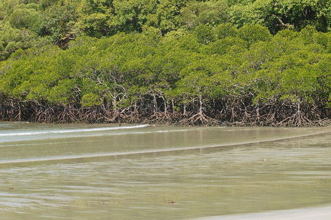 Cape Tribulation, Mossman Gorge, And Daintree Rainforest Premium Day Tour - Tourism Brisbane 4