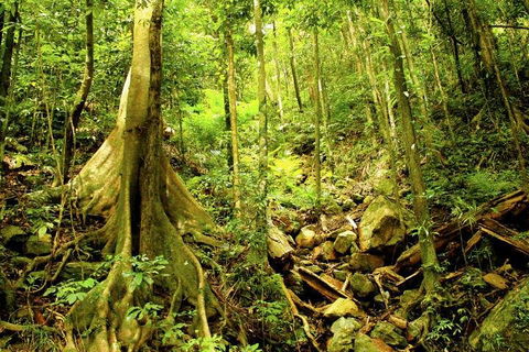 Barron Gorge And Kuranda National Park Half Day Rainforest And Waterfall 4WD Tour From Cairns - Tourism Brisbane 4