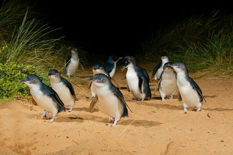 2 Day Exclusively Private Tour Of Phillip Island & The Great Ocean Road - Tourism Brisbane 3