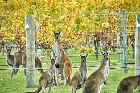 Three Day Charter Margaret River Region (inbound Melbourne Travelers) - Tourism Brisbane 5
