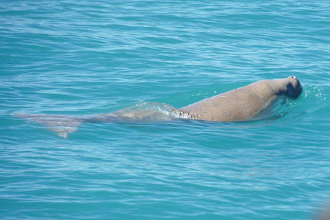 Snubfin Dolphin Eco Cruise From Broome - Tourism Brisbane 0