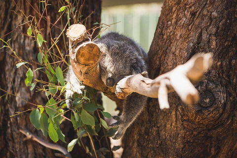 Phillip Island Medium Size Group Tour - Brisbane Tourism 1