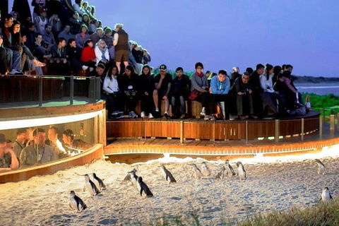 Phillip Island Medium Size Group Tour - Brisbane Tourism 3