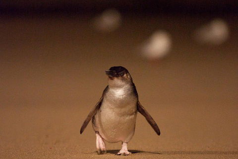 Phillip Island Medium Size Group Tour - Brisbane Tourism 4