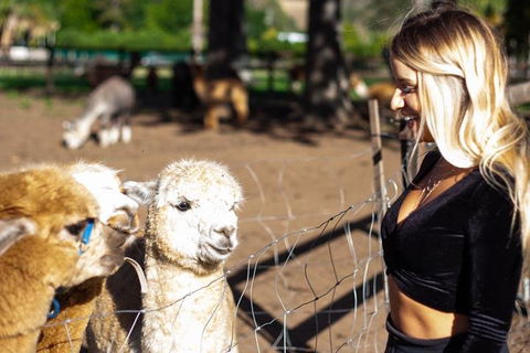 O'Reilly's & Lamington National Park Incl. Alpaca Farm + Vineyard - Brisbane 4u 3