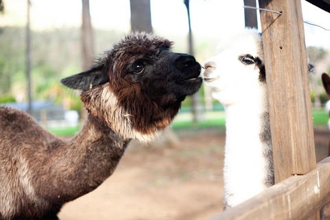 O'Reilly's & Lamington National Park Incl. Alpaca Farm + Vineyard - Brisbane 4u 4