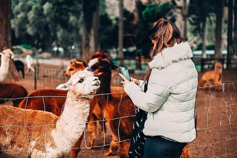O'Reilly's & Lamington National Park Incl. Alpaca Farm + Vineyard - Brisbane 4u 5