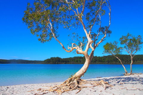 Fraser Island 4WD Tour From Rainbow Beach - Tourism Brisbane 5