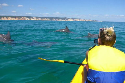 Kayak With Dolphins And 4WD Great Beach Drive Day Trip From Noosa - Tourism Brisbane 1