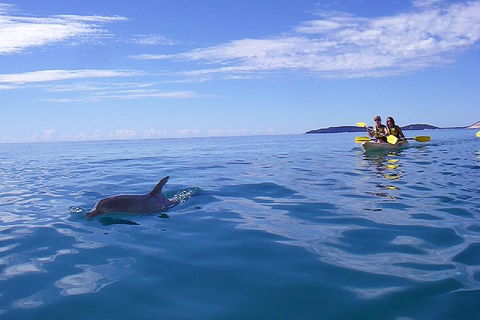 Kayak With Dolphins And 4WD Great Beach Drive Day Trip From Noosa - Tourism Brisbane 2