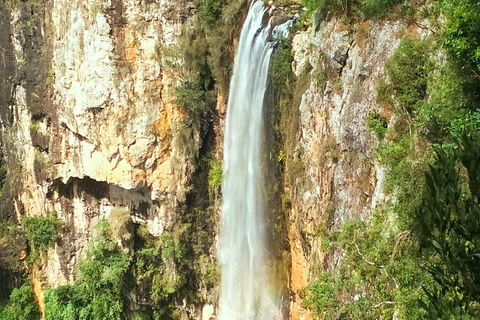 Rainforest & Waterfalls Extravaganza - Tourism Brisbane 3
