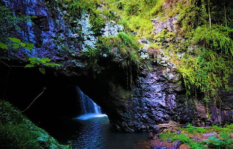 Rainforest & Waterfalls Extravaganza - Tourism Brisbane 5